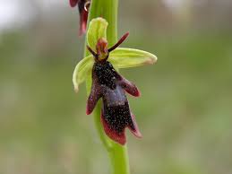 Attēlu rezultāti vaicājumam “Ophrys insectifera”