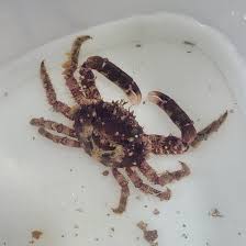 Attēlu rezultāti vaicājumam “Cribraria tenella macro”