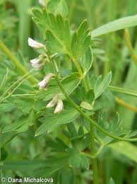 Attēlu rezultāti vaicājumam “Vicia hirsuta flower”