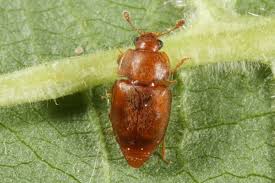 Attēlu rezultāti vaicājumam “Epuraea sp.”