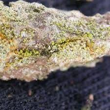 Attēlu rezultāti vaicājumam “Chaenotheca phaeocephala”