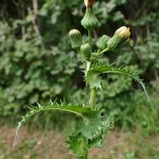 Attēlu rezultāti vaicājumam “Sonchus asper”