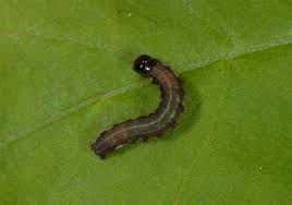 Attēlu rezultāti vaicājumam “Eupsilia transversa”