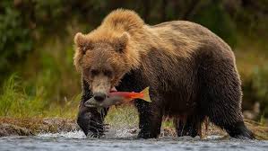 Image result for brown bear