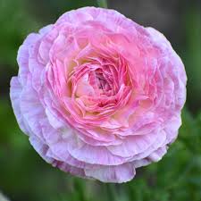 Attēlu rezultāti vaicājumam “Ranunculus mendax flower”