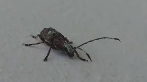 Attēlu rezultāti vaicājumam “Platystomos albinus”