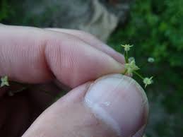 Attēlu rezultāti vaicājumam “Galium triflorum fruit”