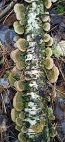 Attēlu rezultāti vaicājumam “Trametes hirsuta”