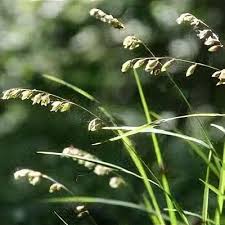 Attēlu rezultāti vaicājumam “Melica nutans”