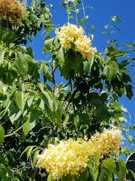 Attēlu rezultāti vaicājumam “Syringa reticulata subsp. amurensis flower”