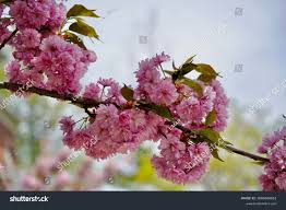 Attēlu rezultāti vaicājumam “Prunus (sakura)”