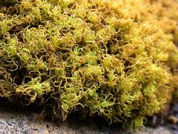 Attēlu rezultāti vaicājumam “Tortella inclinata”