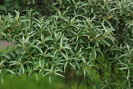 Attēlu rezultāti vaicājumam “Hippophae rhamnoides leaf”