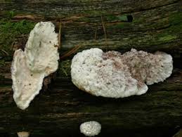 Attēlu rezultāti vaicājumam “Postia fragilis”