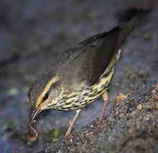 Image result for Seiurus noveboracensis