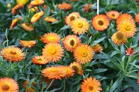 Image result for Strohblume