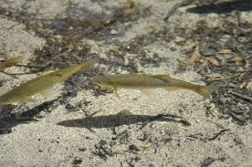 Image result for Squalius vardarensis