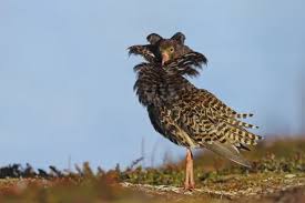 Attēlu rezultāti vaicājumam “Philomachus pugnax adult”