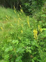 Attēlu rezultāti vaicājumam “Agrimonia eupatoria flower”