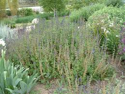 Image result for Salvia verticillata