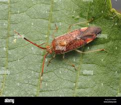 Attēlu rezultāti vaicājumam “Pantilius tunicatus”