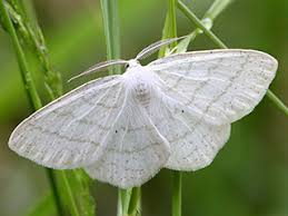 Attēlu rezultāti vaicājumam “Cabera pusaria male”