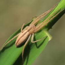 Attēlu rezultāti vaicājumam “Tibellus oblongus”