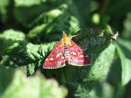 Attēlu rezultāti vaicājumam “Pyrausta purpuralis”
