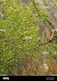 Attēlu rezultāti vaicājumam “Nowellia curvifolia”