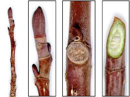 Attēlu rezultāti vaicājumam “Liriodendron tulipifera fruit”