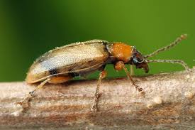 Attēlu rezultāti vaicājumam “Orsodacne cerasi”