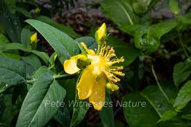 Attēlu rezultāti vaicājumam “Homalia trichomanoides sporophyte”