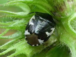 Attēlu rezultāti vaicājumam “Tritomegas bicolor imago”