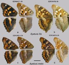 Attēlu rezultāti vaicājumam “Apatura ilia”