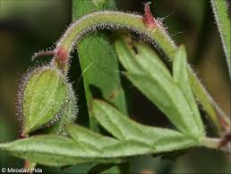 Attēlu rezultāti vaicājumam “Geranium pratense bud”