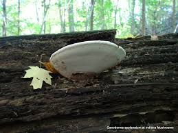 Attēlu rezultāti vaicājumam “Ganoderma applanatum”