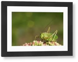 Attēlu rezultāti vaicājumam “Tettigonia cantans”