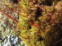 Attēlu rezultāti vaicājumam “Ceratodon purpureus”