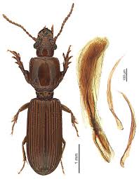 Attēlu rezultāti vaicājumam “Clivina fossor”