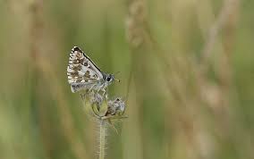 Attēlu rezultāti vaicājumam “Pyrgus alveus”