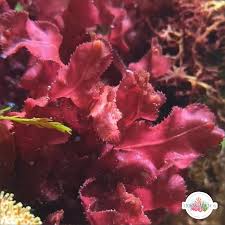 Attēlu rezultāti vaicājumam “Cribraria rubiginosa macro”