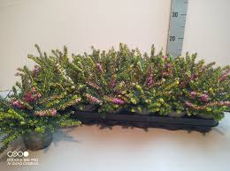 Attēlu rezultāti vaicājumam “Erica x darleyensis”