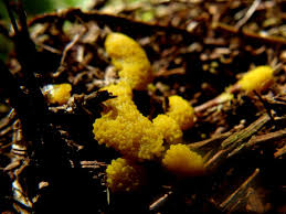 Attēlu rezultāti vaicājumam “Physarum virescens macro”