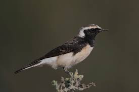 Image result for Oenanthe pleschanka