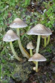 Attēlu rezultāti vaicājumam “Mycena epipterygia”