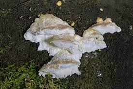 Attēlu rezultāti vaicājumam “Postia caesia”