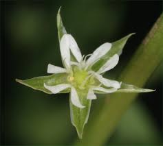 Attēlu rezultāti vaicājumam “Stellaria uliginosa”