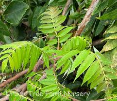 Attēlu rezultāti vaicājumam “Rhus typhina leaf”
