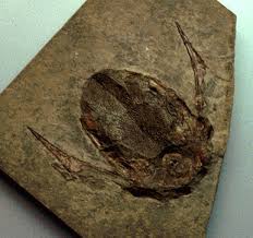 Attēlu rezultāti vaicājumam “Placodermi”