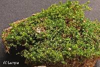 Attēlu rezultāti vaicājumam “Pylaisia polyantha”